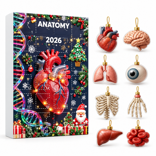 Anatomy Advent